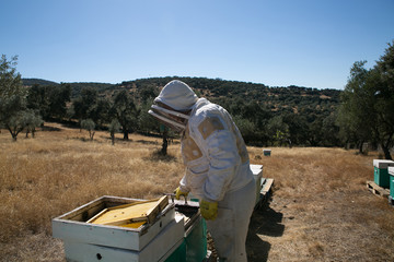 Beekeeper working on hives 