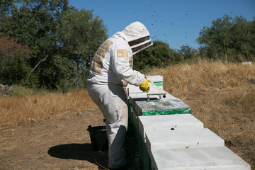 Beekeeper working on the apiary
