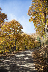 carretera entre castaños en otoño