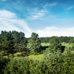 Fototapeta na wymiar Forest and field panorama