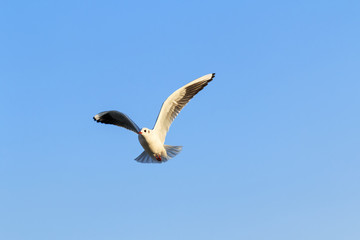 seagull flying through the air