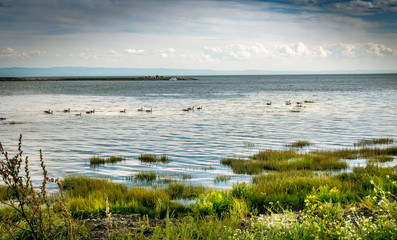geese parade on St Lawrence river, Quebec, Canada