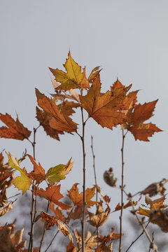 spectacular autumn colors of the leaves