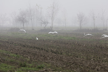 Fototapeta na wymiar heron in the autumn mist