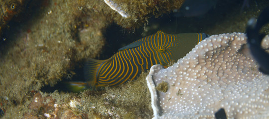 underwater world - fish hiding in a reef