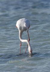 Greater Flamingo dipping its head for food