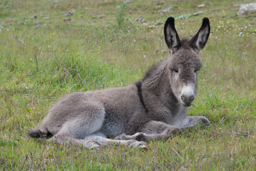 Donkey gray baby resting