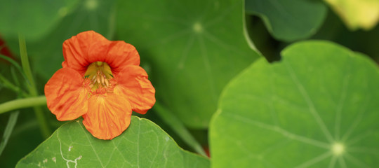 kwiaty detal - pomarańczowa nasturcja z długą łodygą