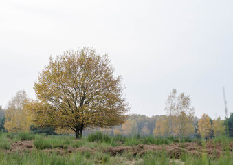 Baum in Herbstfarben alleine freistehend