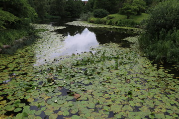 Flowering water lilies in pond of Ørstedsparken Copenhagen, Denmark Scandinavia