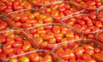 Red fresh tomatoes. A pile of tomatoes. Summer tray market agriculture farm full of organic tomatoes. It can be used as background. Healthy food concept. (selective focus)