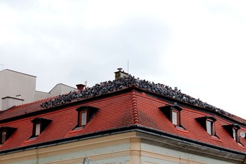 Grey pigeons stay on  red roof