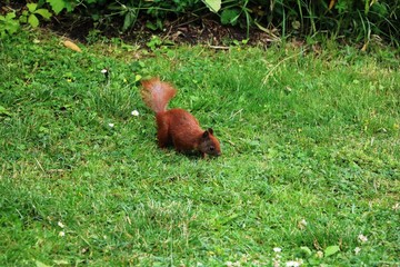 Squirrel in the green Ørstedsparken Copenhagen, Denmark Scandinavia