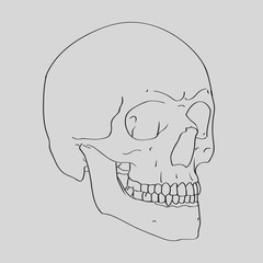 Realistic Hand Drawn Vector Skull on gray background. Human   Illustration for medical, Halloween or tattoo design.