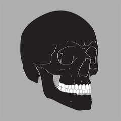 Realistic Hand Drawn Vector Skull on gray background. Human   Illustration for medical, Halloween or tattoo design.