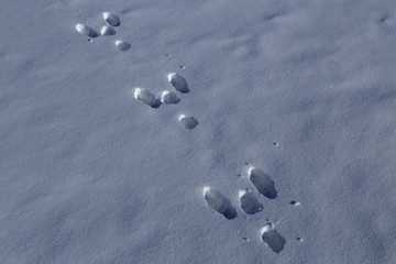 Hare tracks in the snow. Yakutia. Russia.