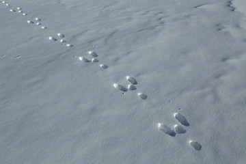 Hare tracks in the snow. Yakutia. Russia.