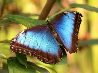 South American Common or Peleides Blue Morpho (Morpho peleides), dorsal view, wings opened.