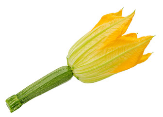 Zucchini, young ovary with a yellow flower. One isolated on white.