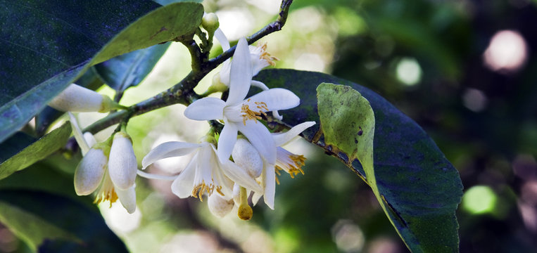 Persian Lime Tree In Bloom