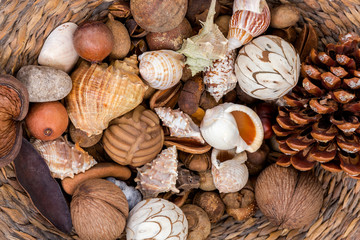 Wicker basket with seashells, pine cones, seeds and dried fruits.