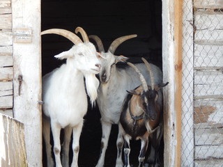 Kozi tłok © jaro7pl