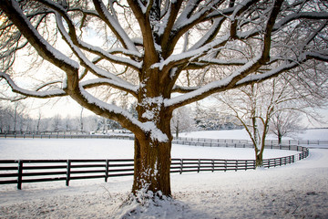 Winter in Kentucky.