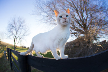 Barn Cat.