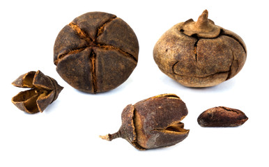 Decorative seeds and acorns on a white background.