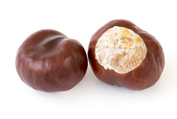 Two walnut chestnut isolated on white background.