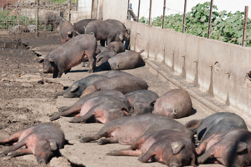 Pigs resting in the sun 