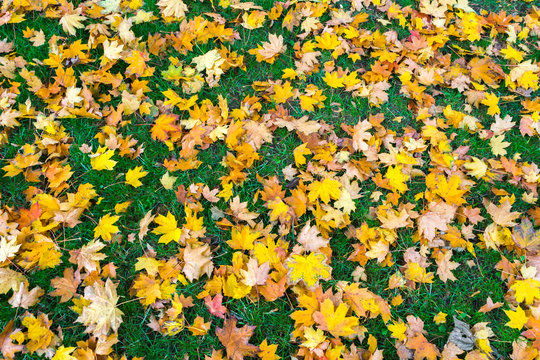Colorful leaves, Petrin and Kinsky parks, Prague, Czech Republic, Central Europe