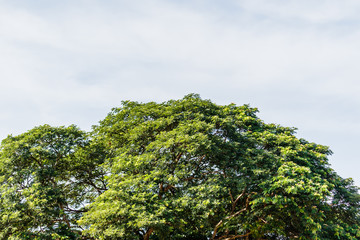 green birch leaves shining in the sun on blue sky