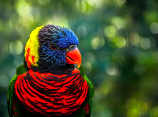 Rainbow Lori