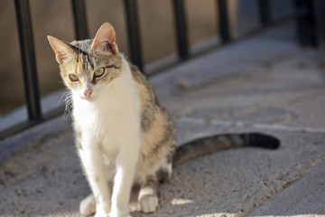 Naklejka premium Full body cat looking at her around