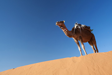 Camels in desert Sahara