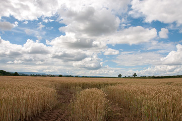 Wheatfields in the English countryside.