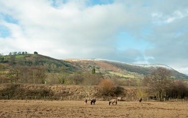 Fototapeta na wymiar Winter horses in the meadows of Wales.