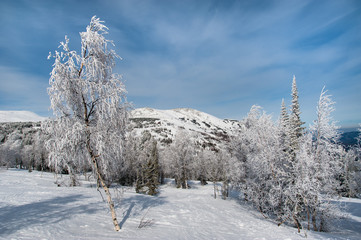 beautiful winter landscape in the forest