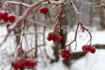 Berries covered in ice after winter storm