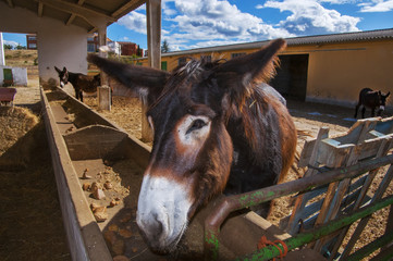Burro en comedero