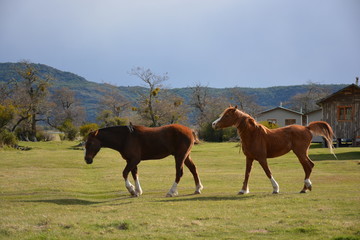 Horses in Patagonia Chile