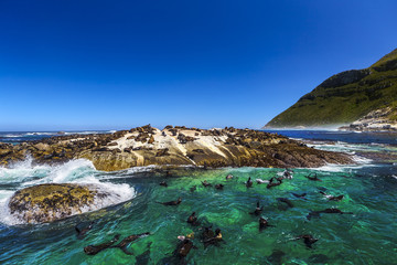 Naklejka premium Republic of South Africa. Duiker Island (Seal Island) near Hout Bay (Cape Peninsula, Cape Town). Cape fur seal colony (Arctocephalus pusillus, also known as Brown fur seal)