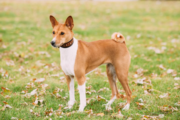 Naklejka na ściany i meble Basenji dog on grass outdoor. The Basenji is a breed of hunting 