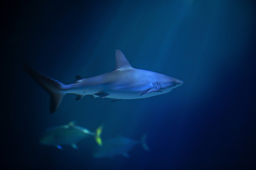 SHARK