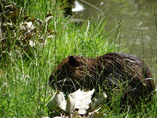 Nutria im Gras am Ufer