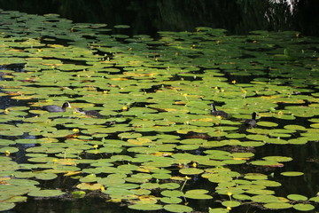Fulica atra chicks in the castle pond of Copenhagen, Denmark