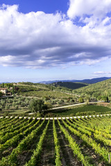 Fototapeta na wymiar Italian Vineyards