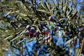 Black olives