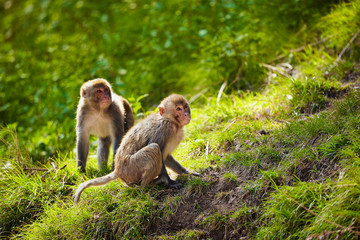 Naklejka na ściany i meble Rhesus macaques in India